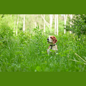 dog__1_.jpg